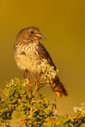 BIRDS OF THE WESTERN US